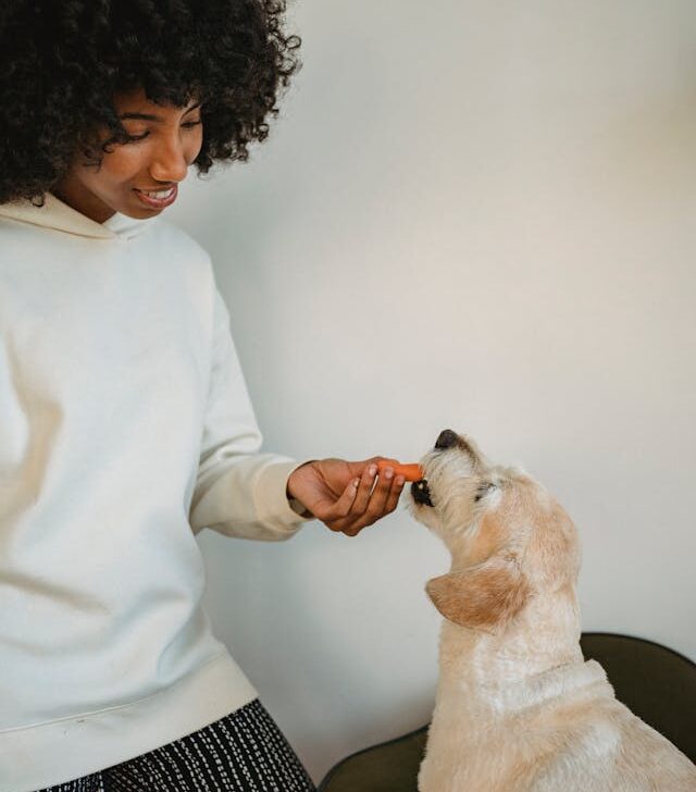 Päivä lemmikkihotellissa – hoitajan arki